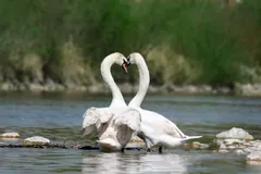 Two mute swans facing each other with their necks curved together