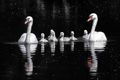 Two adult mute swans swimming with a line of grey cygnets between them