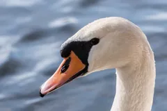 Close-up of a mute swan's head, showing the orange bill and black knob
