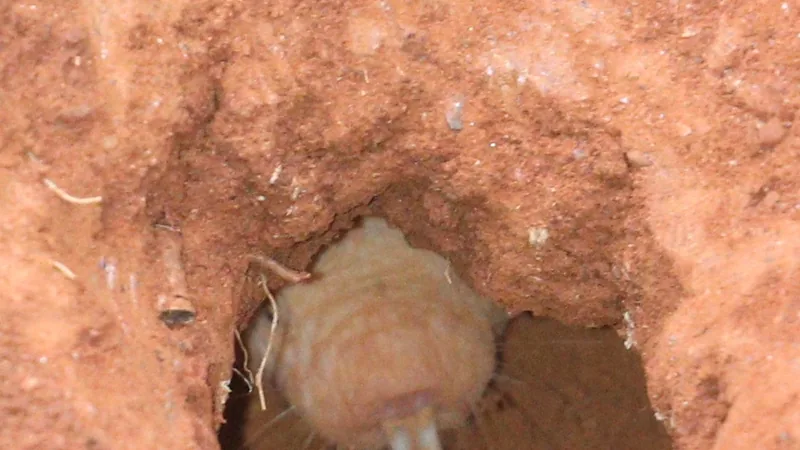 Naked mole-rat pushing loose soil up out of a burrow opening in red earth