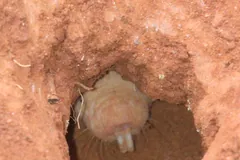 Naked Mole-Rat