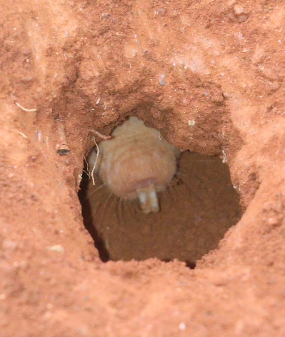 Naked mole-rat pushing loose soil up out of a burrow opening in red earth