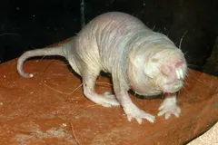 Captive naked mole-rat standing on a clay tile, its long incisors jutting past its lips