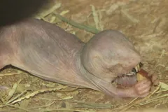 Captive naked mole-rat gnawing a piece of food held in its front feet