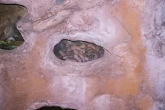 A huddle of captive naked mole-rats packed into an opening in a rock-like wall