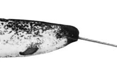 Monodon monoceros