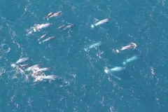 A pod of narwhals (Monodon monoceros) off Greenland. Note the long single tusks on many of these sma