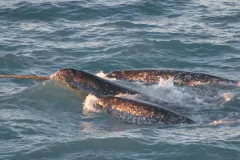 A pod of narwhals. Note the spiral configuration of the single tusk.