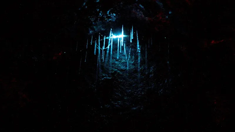 New Zealand Glowworm (Arachnocampa luminosa) displaying natural behavioral traits in wild habitat