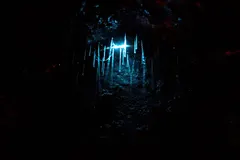 New Zealand Glowworm (Arachnocampa luminosa) displaying natural behavioral traits in wild habitat