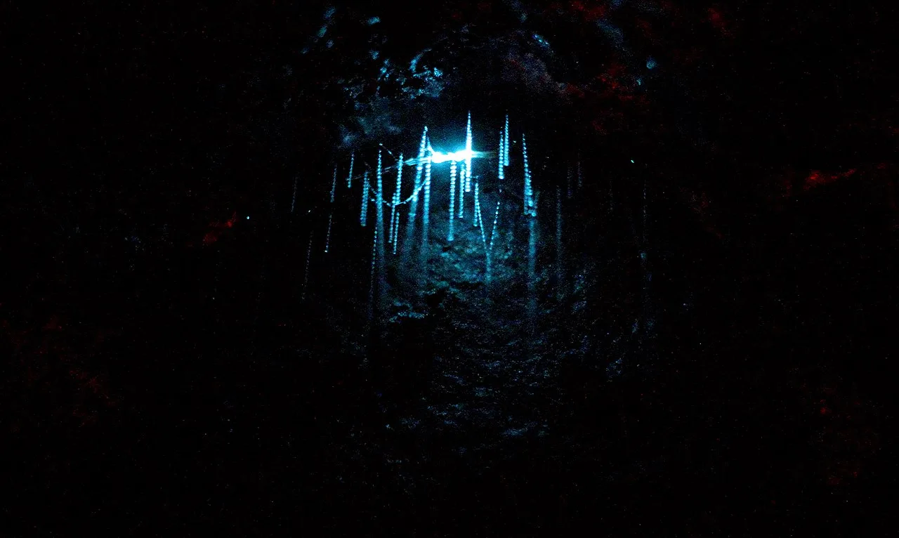 New Zealand Glowworm (Arachnocampa luminosa) displaying natural behavioral traits in wild habitat