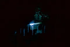 New Zealand Glowworm (Arachnocampa luminosa) displaying natural behavioral traits in wild habitat