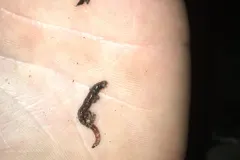 New Zealand Glowworm (Arachnocampa luminosa) displaying natural behavioral traits in wild habitat