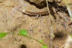 New Zealand Glowworm (Arachnocampa luminosa) displaying natural behavioral traits in wild habitat
