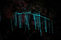 New Zealand Glowworm (Arachnocampa luminosa) displaying natural behavioral traits in wild habitat