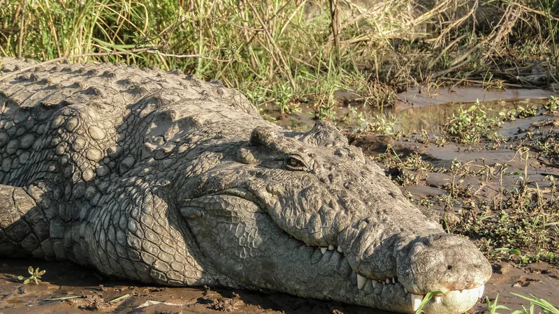 Nile crocodile resting on a muddy riverbank