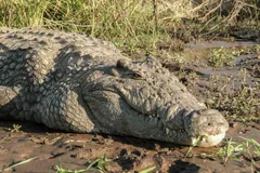 Nile crocodile resting on a muddy riverbank