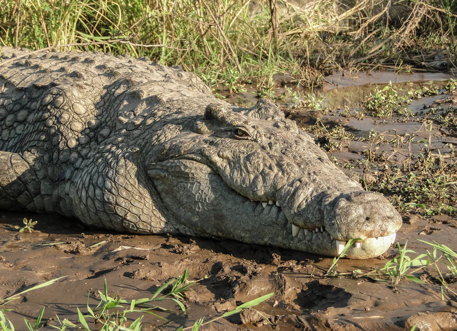 Nile Crocodile