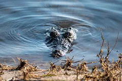 Nile crocodile with only its eyes and nostrils above the water