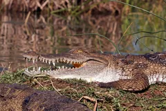 Nile crocodile basking with its jaws open