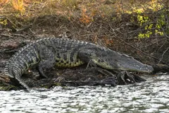 Nile crocodile walking along a stony riverbank