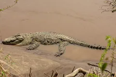 Nile crocodile lying on a sandbank by the water