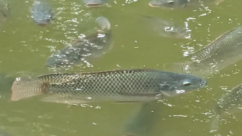 Nile tilapia with faint dark bars swimming near the surface of a pond