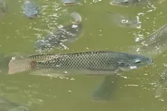 Nile tilapia with faint dark bars swimming near the surface of a pond