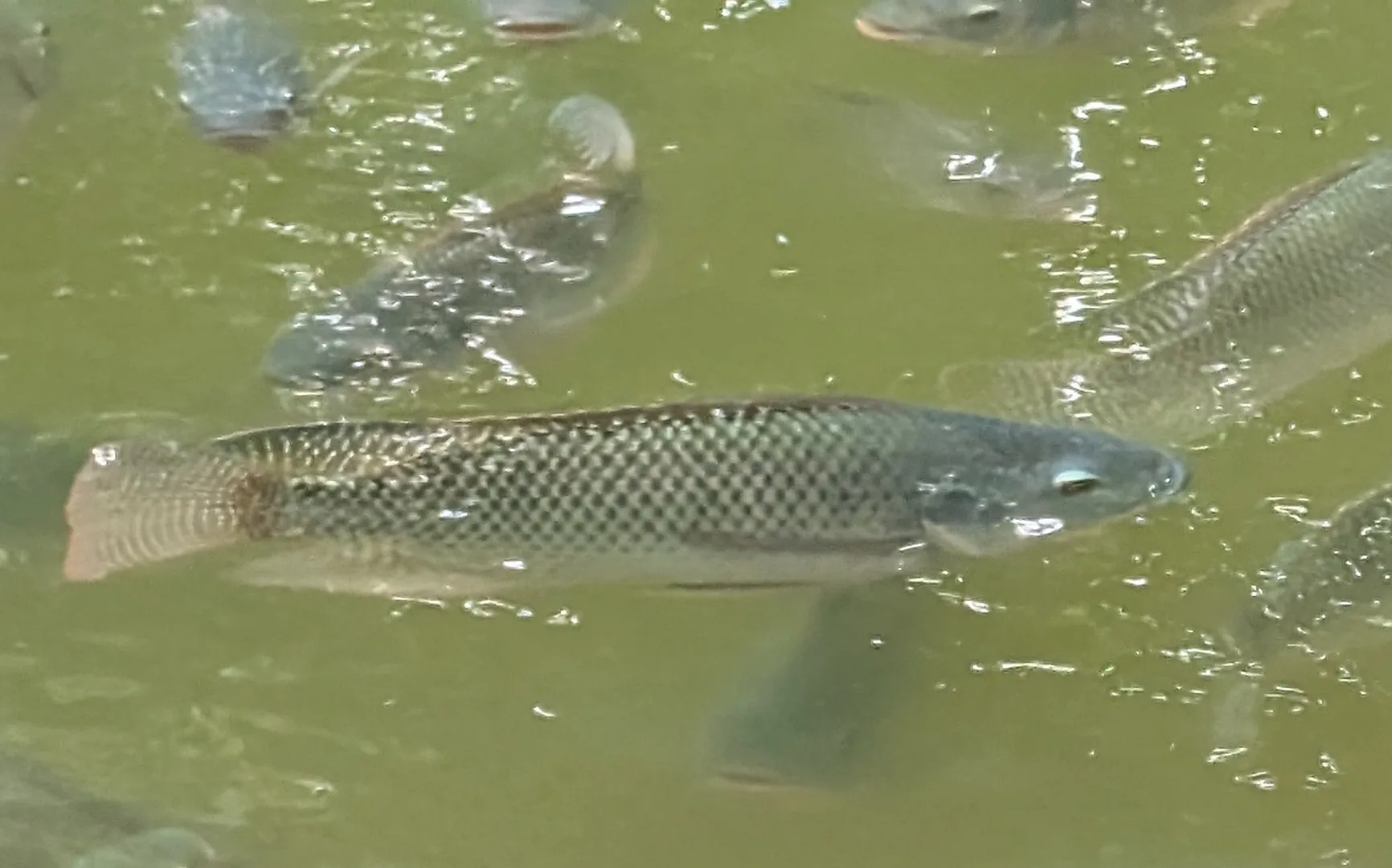 Nile tilapia with faint dark bars swimming near the surface of a pond