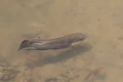 Nile tilapia swimming over a sandy stream bed