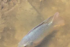 Silvery Nile tilapia in sunlit shallow water