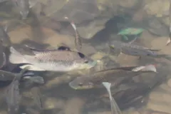 Nile tilapia among leaves on the bottom of a clear stream