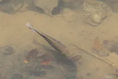 Lone Nile tilapia swimming over a muddy bottom