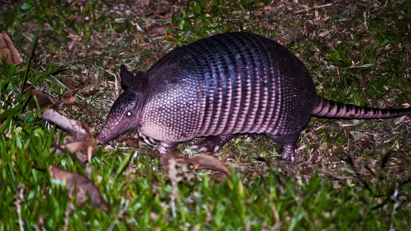 Nine-banded armadillo nosing through grass at night