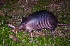 Nine-Banded Armadillo