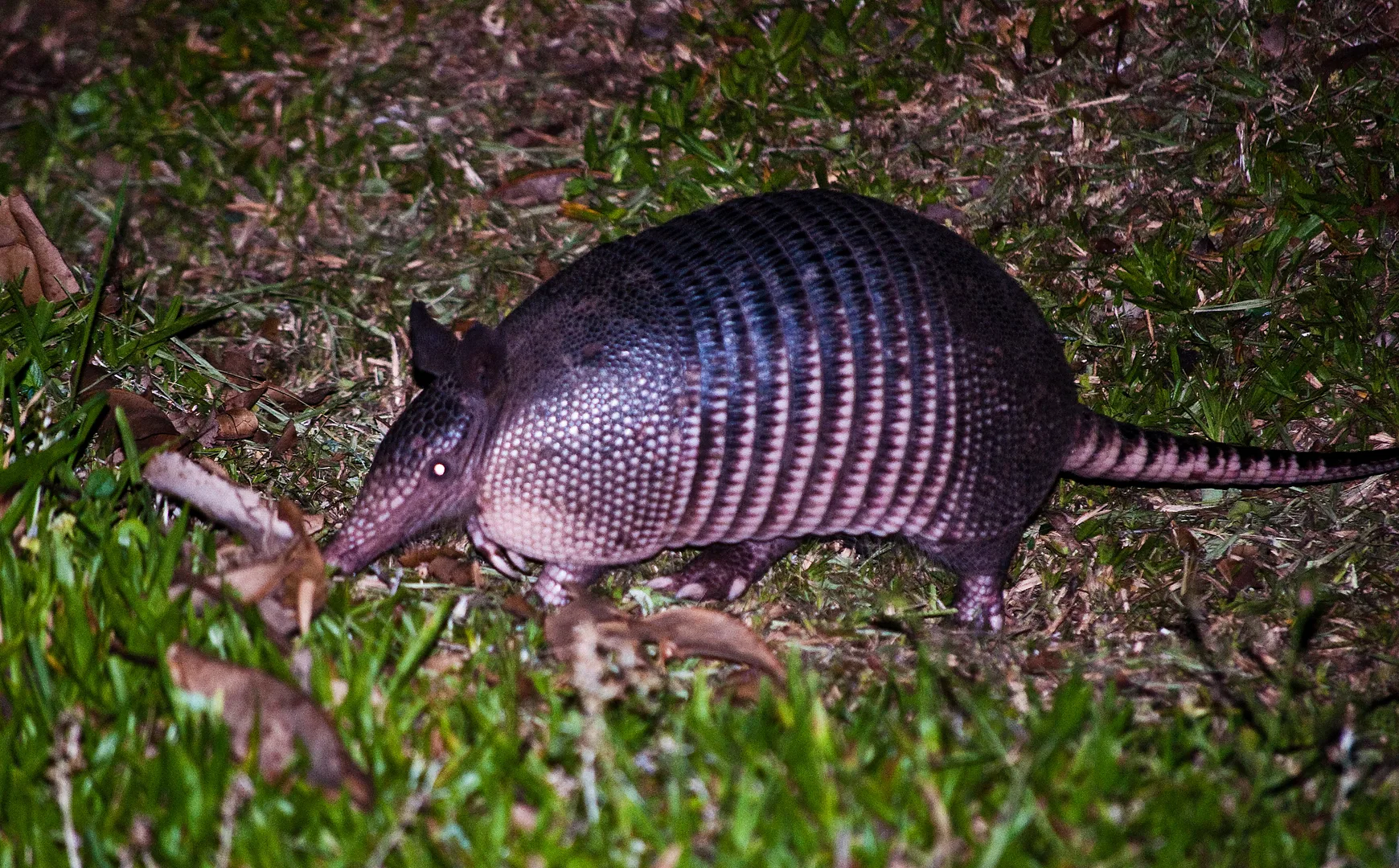 Nine-banded armadillo nosing through grass at night
