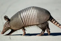 Nine-banded armadillo walking on pale ground, its banded shell and long tail in profile