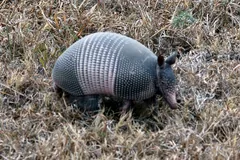 Nine-banded armadillo foraging in dry grass