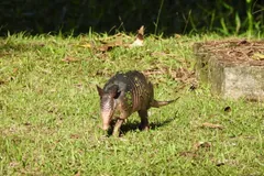 Nine-banded armadillo trotting across a lawn
