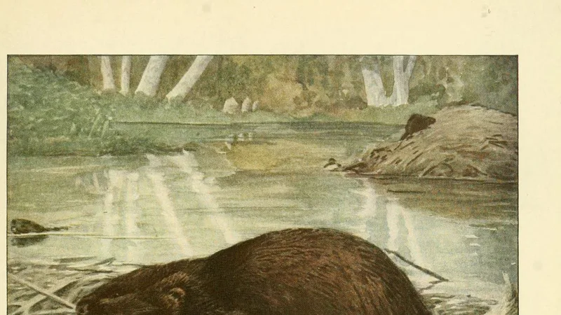 North American Beaver in natural habitat