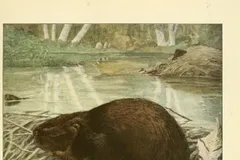 North American Beaver in natural habitat