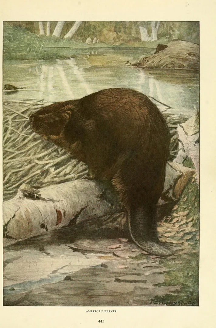 North American Beaver in natural habitat