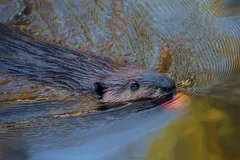 North American Beaver in natural habitat