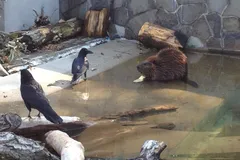 North American Beaver in natural habitat