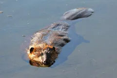 North American Beaver in natural habitat