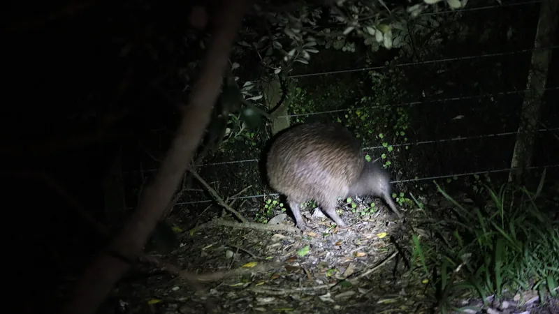 North Island Brown Kiwi in this matchup