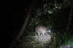 North Island Brown Kiwi