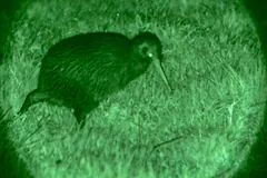 North Island brown kiwi probing grass at night, seen through night vision