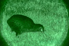 Brown kiwi walking over grass at night, seen through night vision