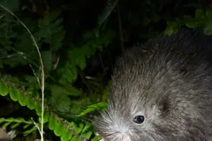 Shaggy grey-brown kiwi probing with its long bill among ferns at night